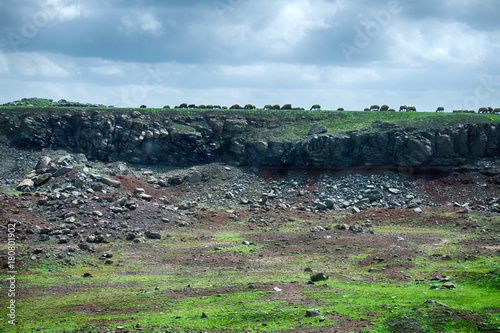 Sheep on a green field in spring time photo