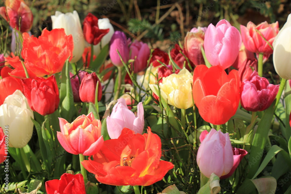 multicolored tulips in a field