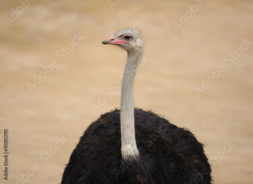 Ostrich Looking at the Camera