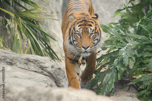 Sumatran Tiger Approaching