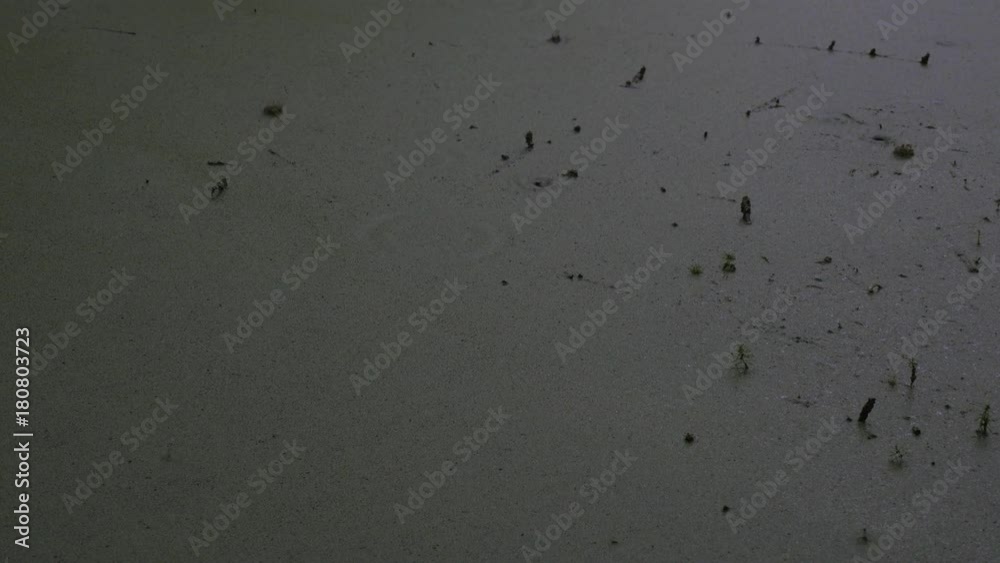 Rain water drips in algae pond, close up Rain water drips in algae pond, close up