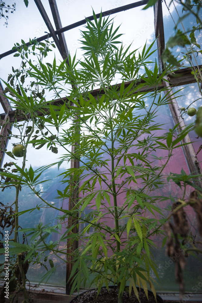 Naklejka premium CBD
