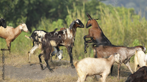 Two Goats Fighting for Dominance in Herd. © niteenrk