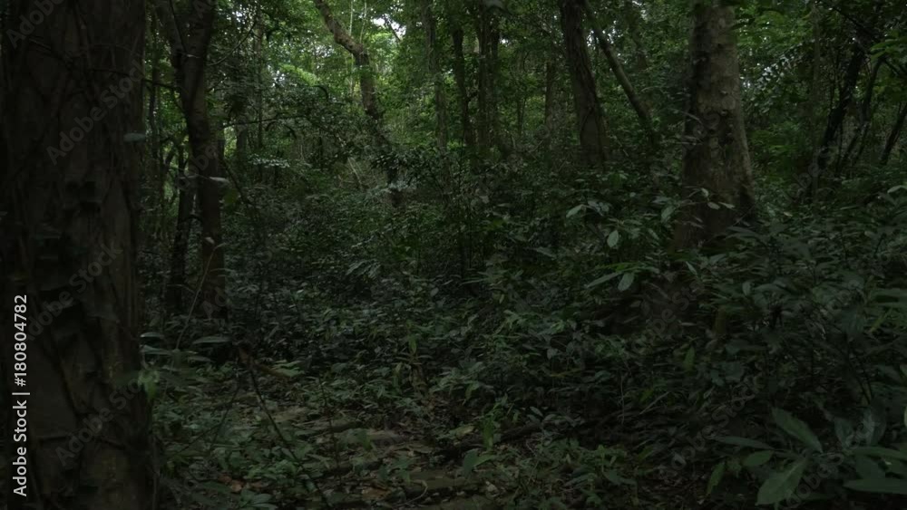 Walking through forest on Cat Ba Island, POV Walking through forest on Cat Ba Island, POV