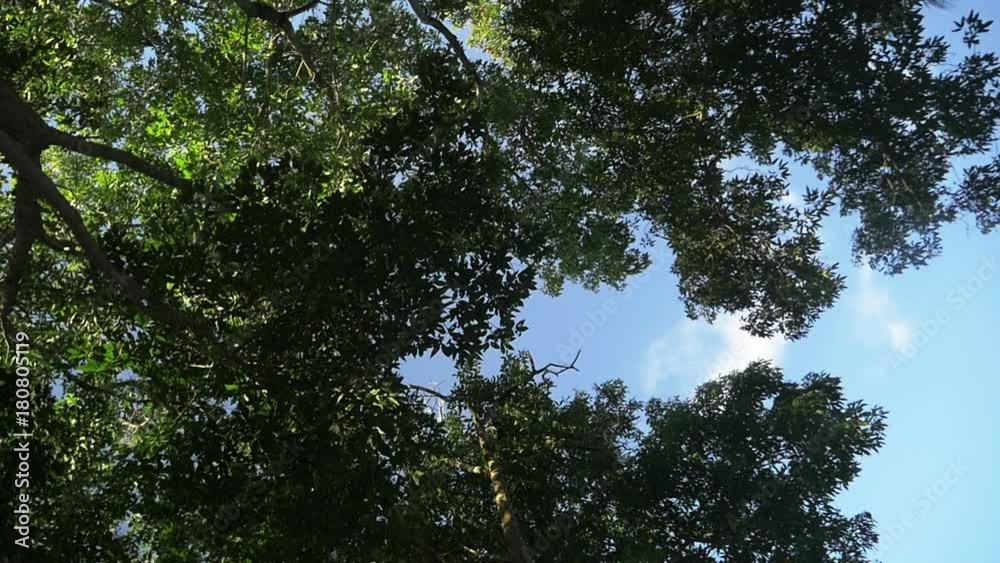 Low angle, scenic tree foliage in Philippines Low angle, scenic tree foliage in Philippines