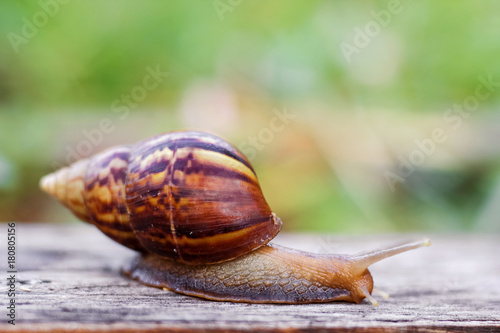 Snail on the wooden in the garden, morning time