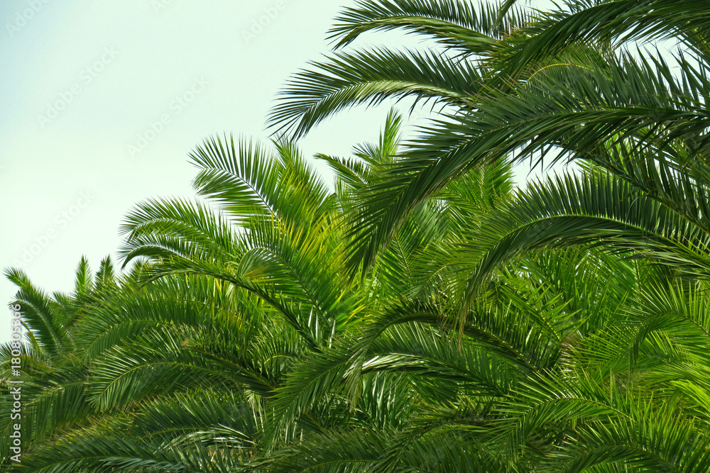 Palm fronds and blue sky in Sardina Palm fronds and blue sky in Sardina