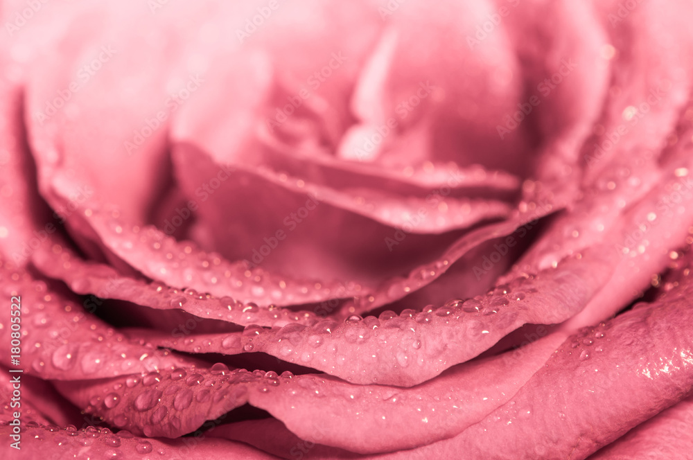 Sweet color of pink rose , Romance color natural floral background