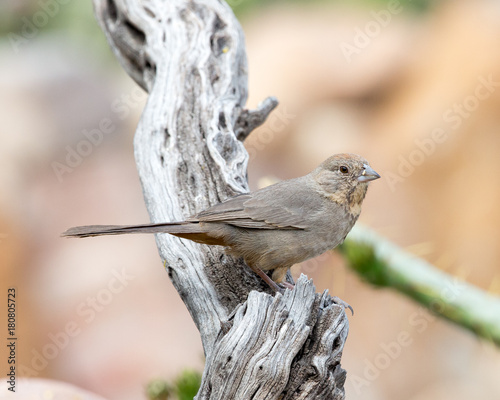 Canyon Towhee photo