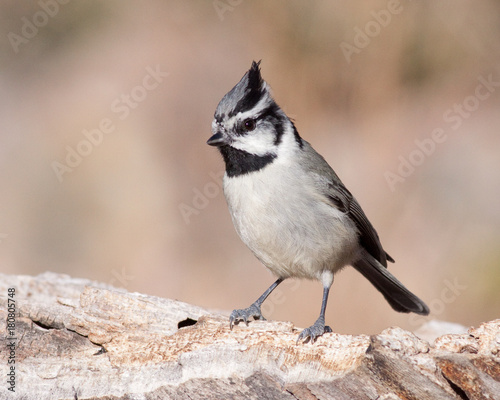 Titmouse Bridled