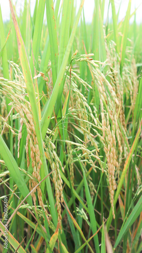 paddy field or rice field © jobrestful