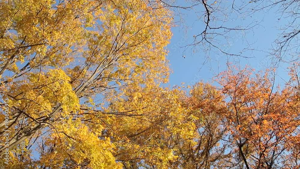 Autumn Leaves and Blue Sky / Orange and Yellow / Trees - Pan/Fix Autumn Leaves and Blue Sky / Orange and Yellow / Trees - Pan/Fix