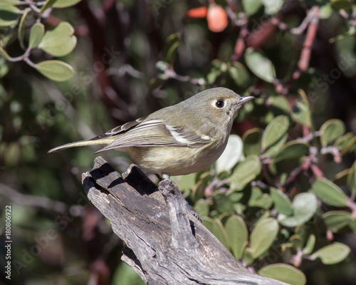 Hutton's Vireo