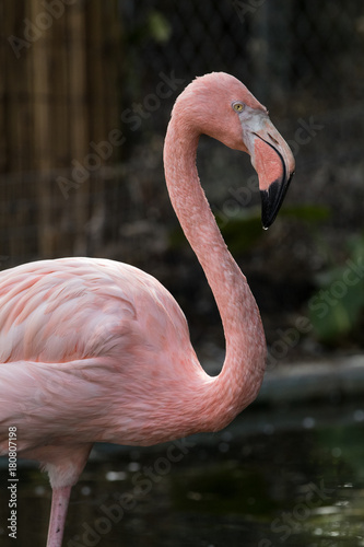 Pink Florida Flamingos