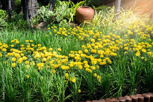 Fototapeta Naklejka Na Ścianę i Meble -  Garden decoration with marigold