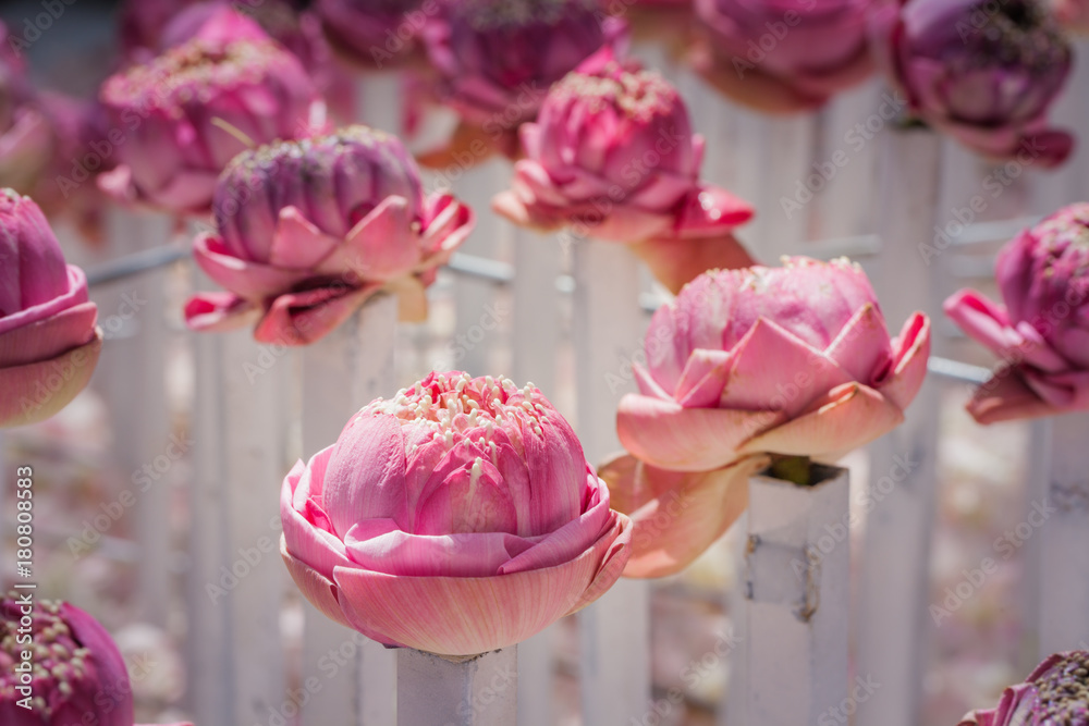 Φωτογραφία pink lotus flowers decoration at flower market.