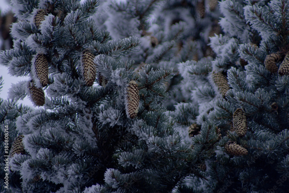 Шишки в снегу на лапе сосны зимой