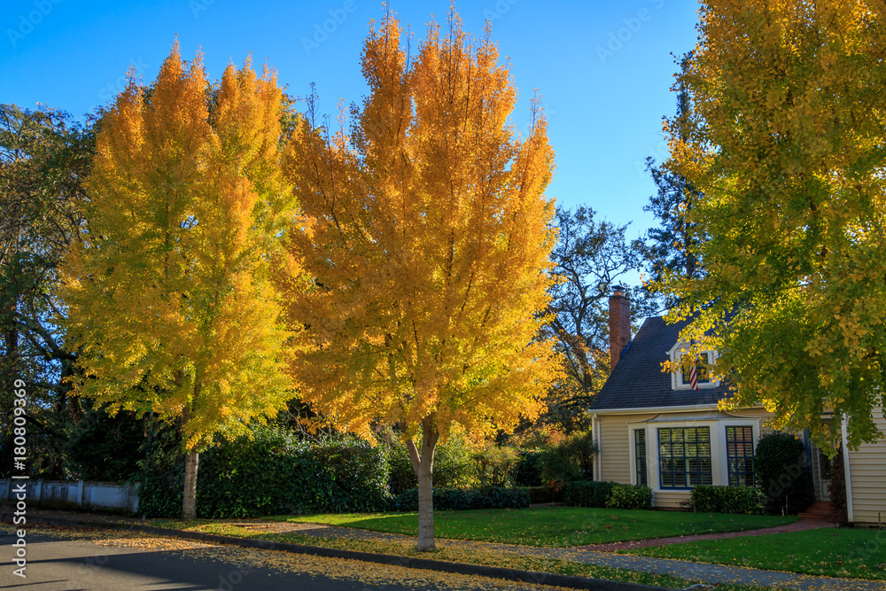 Two brightly yellow colored ginkgo trees stand in front of a house with a chiminey and a dormer window. A blue sky is in the background.