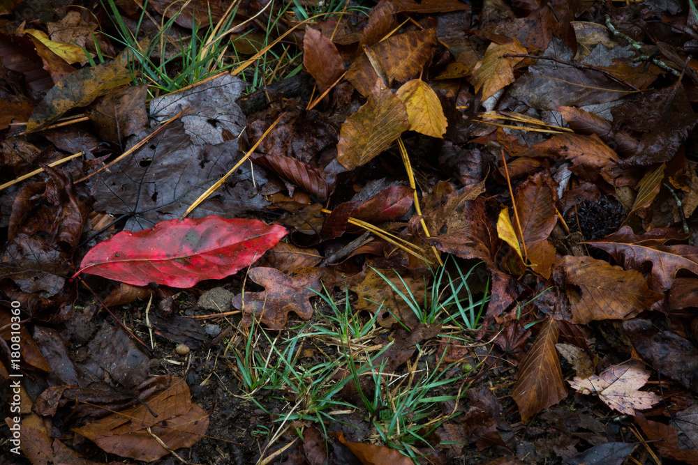 Single bright red leaf in wet leaf litter over tufts of grass, horizontal aspect Single bright red leaf in wet leaf litter over tufts of grass, horizontal aspect