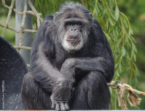 Chimpanzee Looking at the Camera