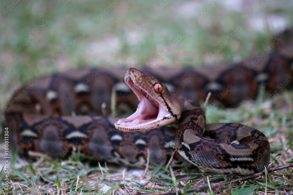 Foto Stock Python snake opening its mouth to fight in the garden Adobe Stock