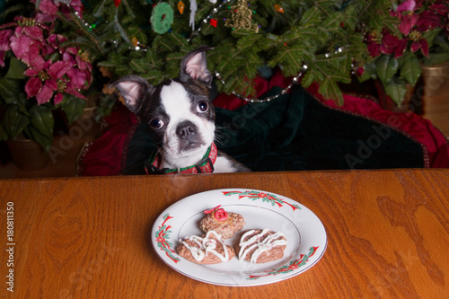 Fototapeta Naklejka Na Ścianę i Meble -  Poopsie Christmas Please Can I Have a Cookie