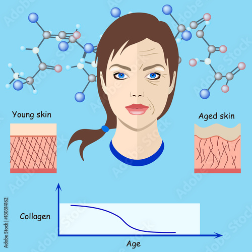 Vector faces and two types of skin - aged and young for medical and cosmetological illustrations isolated, aging process