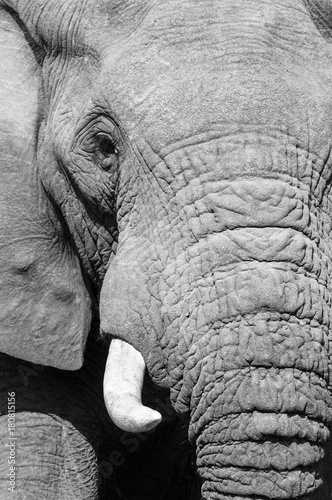 Black and white elephant portrait