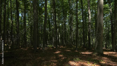 Wallpaper Mural POV, walking through forest in Romania Torontodigital.ca