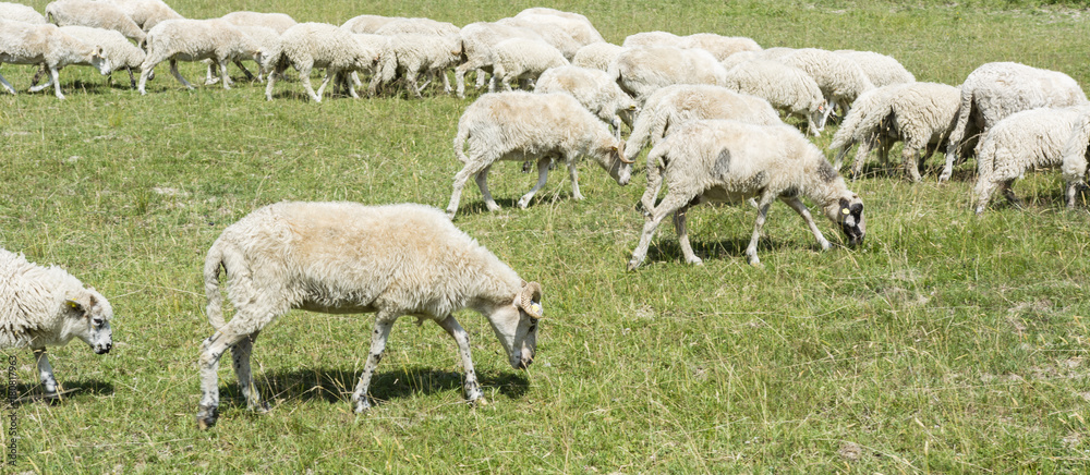 Obraz premium Grazing sheep on a meadow.