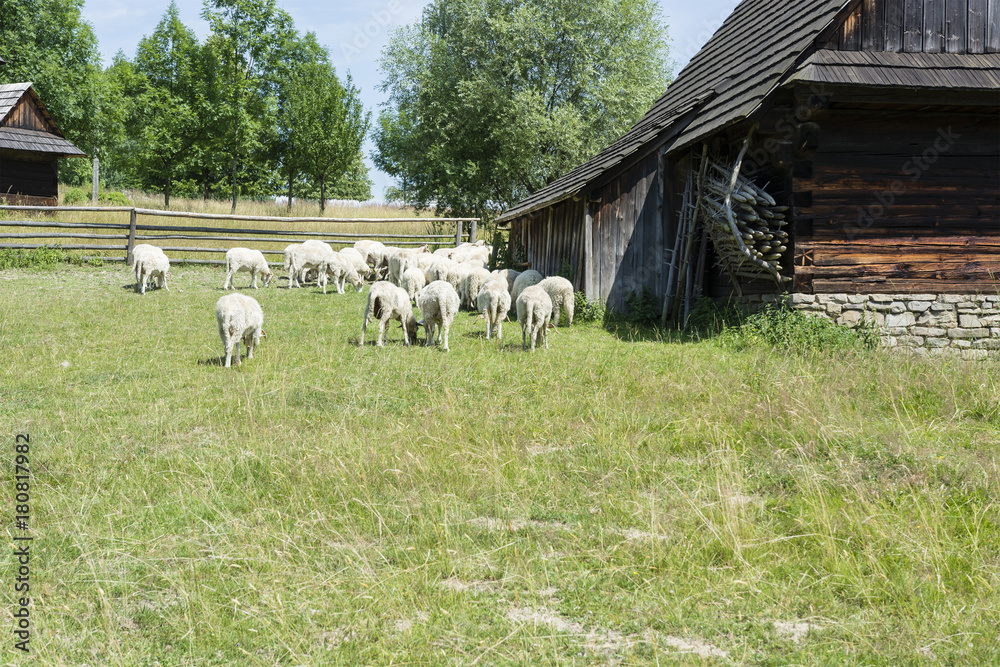 Obraz premium Grazing sheep at a wooden building.