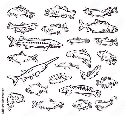 kind of sea food , sea fish hand drawn collection