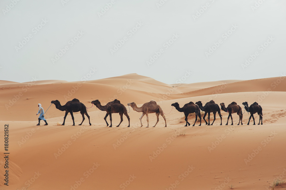 Caravan going through the sand dunes in the Sahara Desert, Morocco Caravan going through the sand dunes in the Sahara Desert, Morocco
