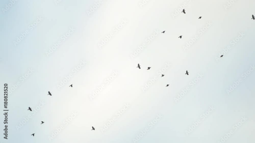 Low angle, flock of birds in Peru