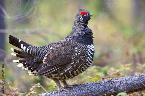 Obraz na plátne Spruce Grouse male standing on log in the forest,  (Dendragapus Canadensis )
