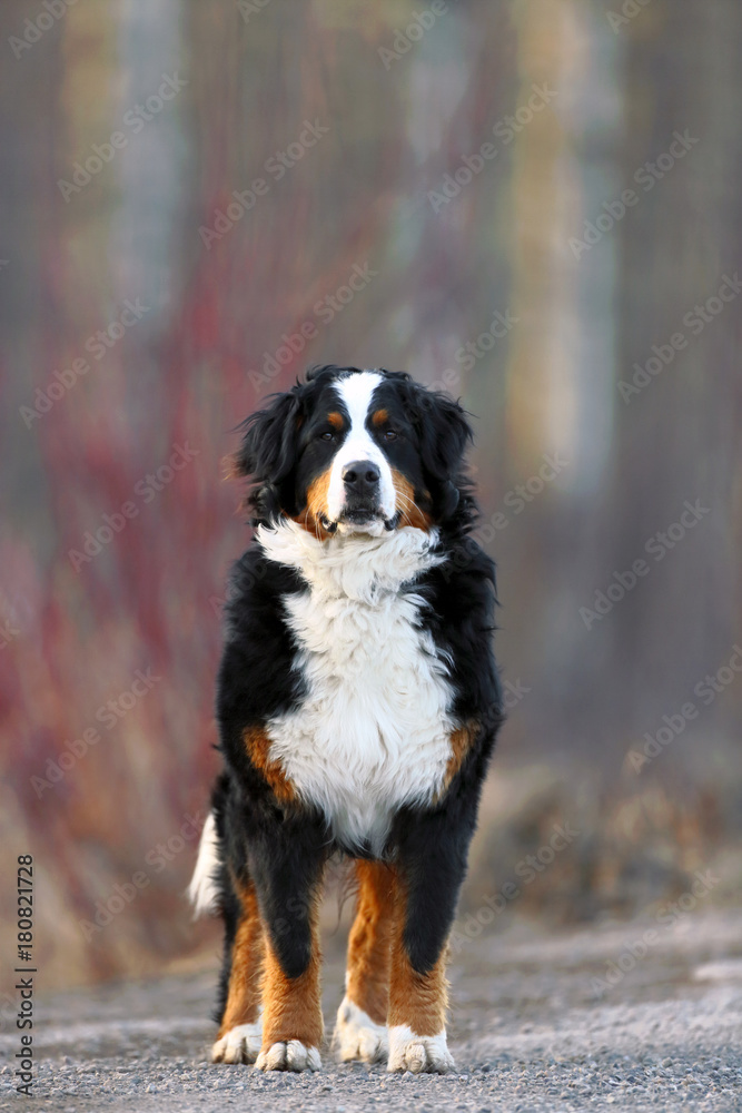 Beautiful Bernese Mountain Dog standing on rural road, watching interested.