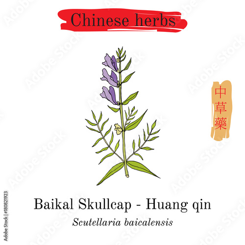 Medicinal herbs of China. Baikal skullcap scutellaria baicalensis  photo