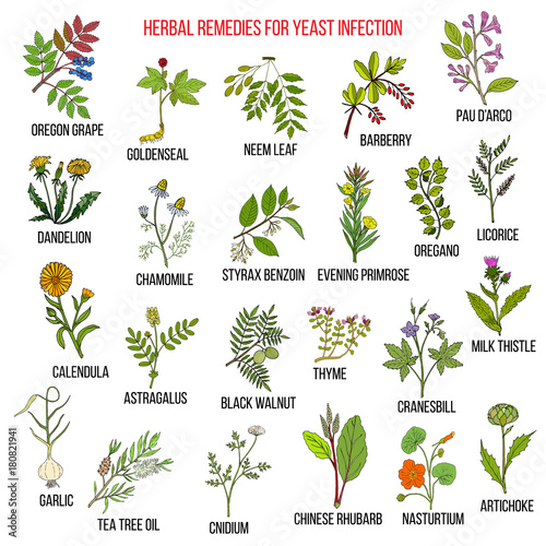 Best herbal remedies for yeast infection