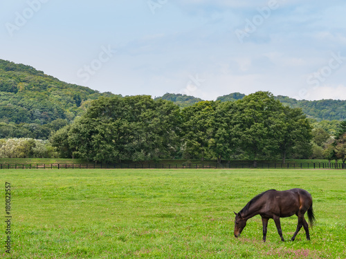 Racehorse grazing on the ranch in Urakawa Town  Hokkaido  Japan. The Hidaka district of Hokkaido is known as the place of production of competition horses in Japan.