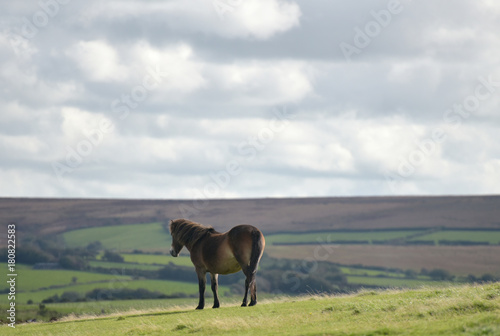 Wild Exmoor ponies on Countisbury, North Devon