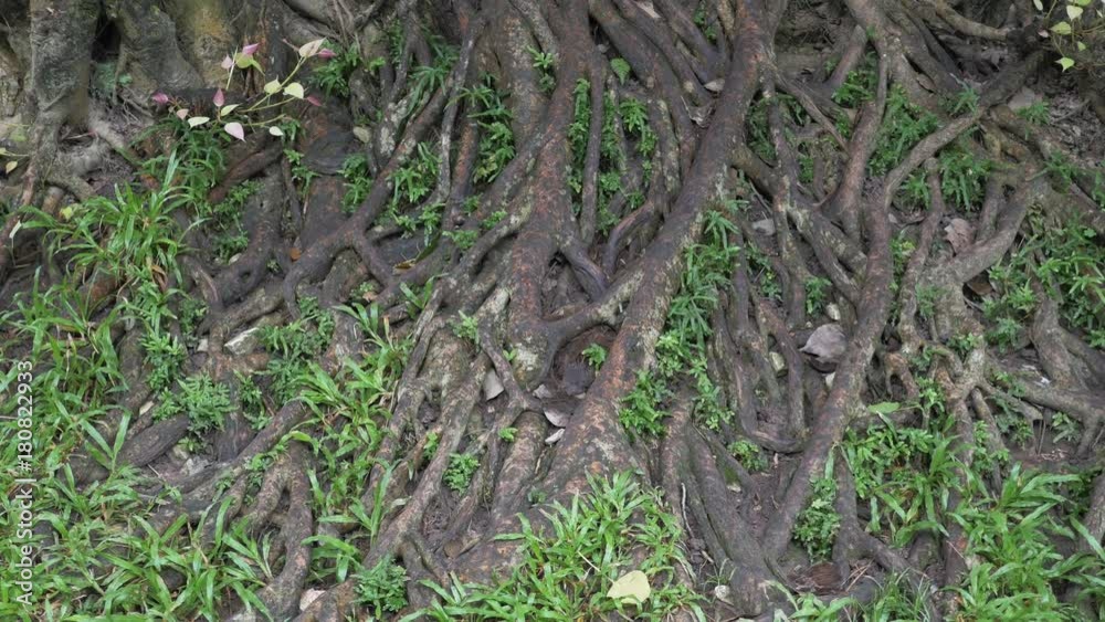 Close up, tree roots in Vietnam Close up, tree roots in Vietnam