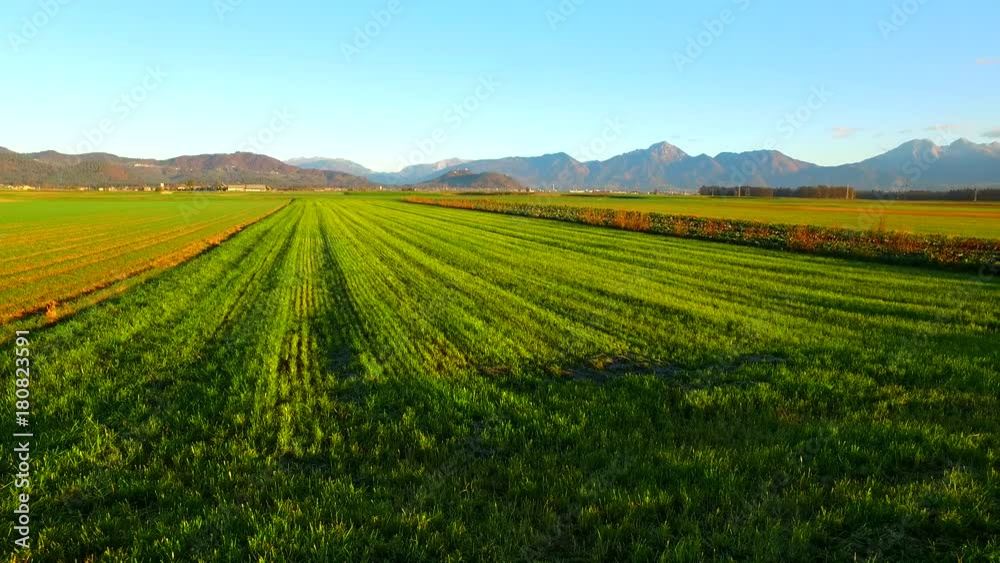 Green fields of young barley in beginning of the autumn. Winter will soon arrive. Green fields of young barley in beginning of the autumn. Winter will soon arrive.