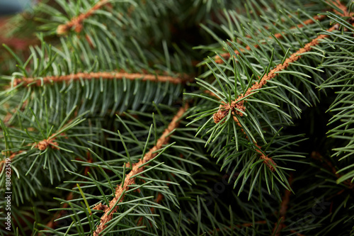 Christmas fir tree on a wooden board. Green spruce branches as a textured background. Green spruce  white spruce  blue spruce.