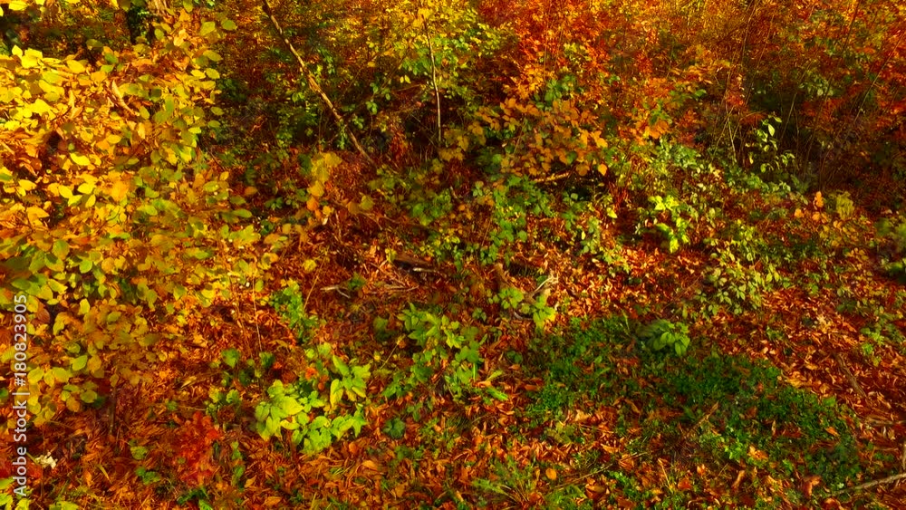 Intensive orange, brown and yellow leaves in the beautiful autumn forest. Post-card like background type of clip. Intensive orange, brown and yellow leaves in the beautiful autumn forest. Post-card like background type of clip.