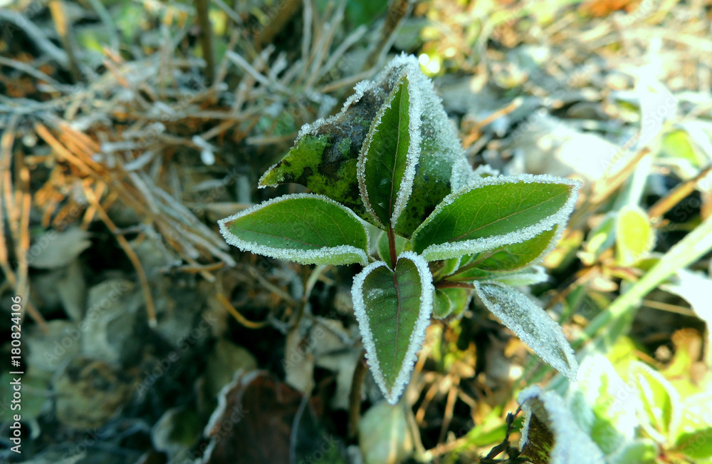 Frosts on the green leaves top view Frosts on the green leaves top view