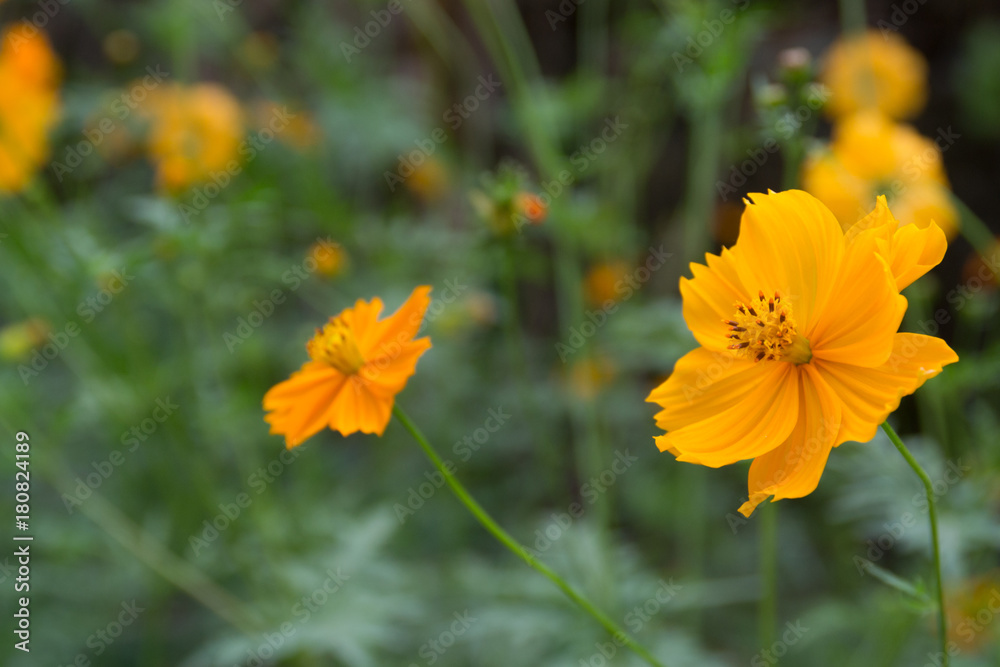flower,colorful,nature,plants,green,fresh,beautiful, flower,colorful,nature,plants,green,fresh,beautiful,