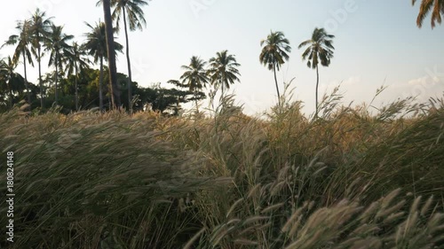 Wallpaper Mural Field under palm trees in Cambodia Torontodigital.ca