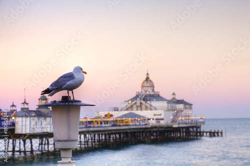 A seagull perched on a lamp post on front of Eastbourne pier, East Sussex, England, Europe. Focus on seagull. photo