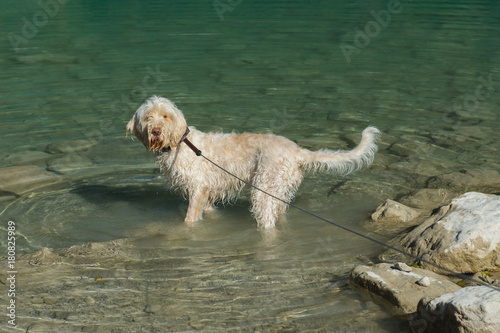 Young white wire-haired spinone italiano breed dog walks in the fresh transparent emerald green water of Tenno lake in Trentino, Italy, Europe  © Marina
