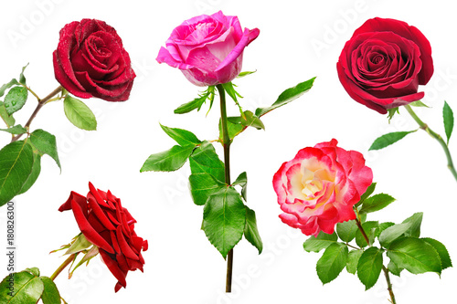 Set of beautiful red roses isolated on white background.